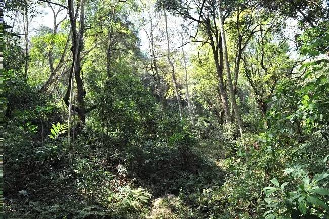 2021年老班章古樹(shù)秋茶特點(diǎn)？