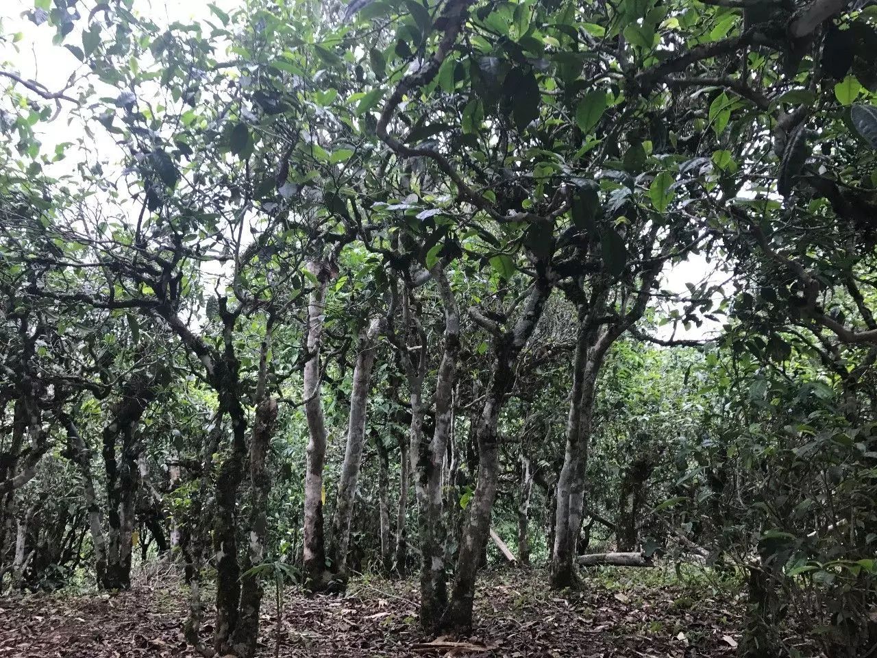 2021年老班章古樹秋茶口感是什么？