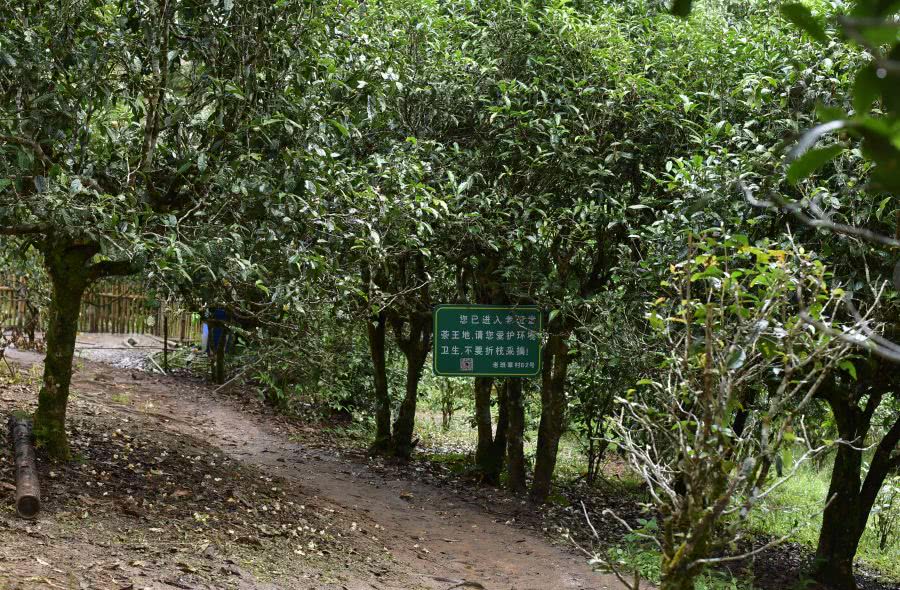 2021年老班章古樹(shù)秋茶價(jià)格？