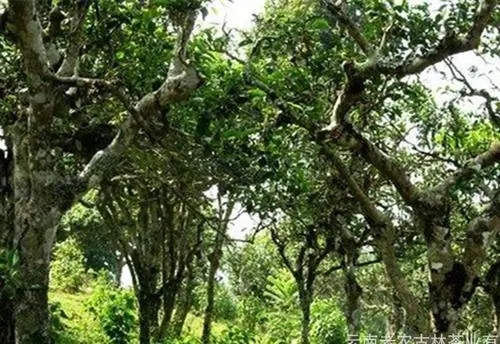 2021年新班章古樹(shù)秋茶特點(diǎn)？