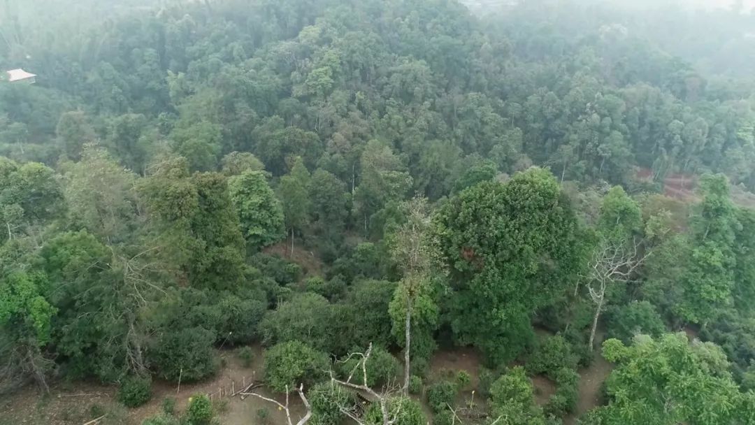 2021年新班章古樹秋茶口感是什么？