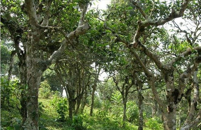 2021年新班章古樹(shù)秋茶多少錢一公斤？