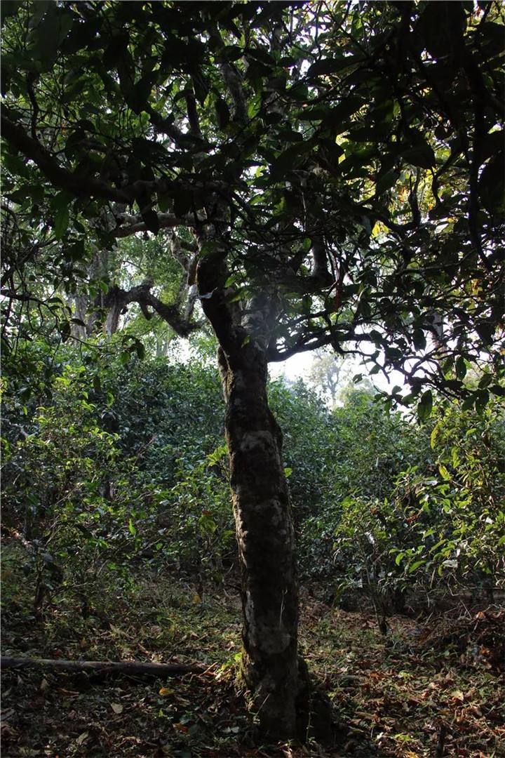 2021年老曼峨古樹(shù)秋茶口感是什么？