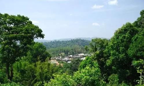 2021年老曼峨古樹秋茶口感最霸氣的山頭！