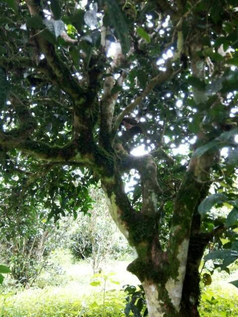 2021年班章茶區(qū)壩卡囡古樹秋茶多少錢一公斤？