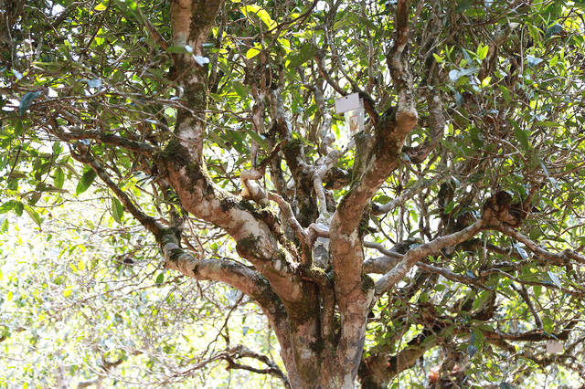 2021年布朗山班盆古樹秋茶口感？