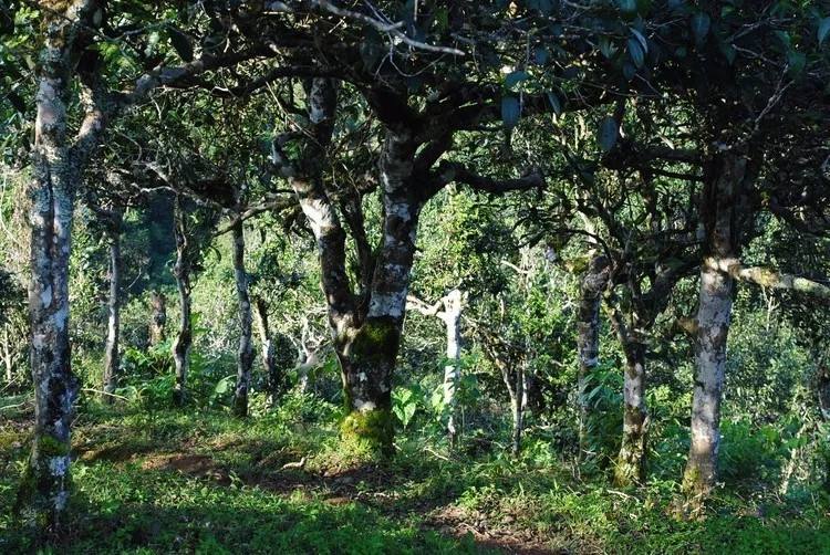 2021年賀開古樹秋茶口感！