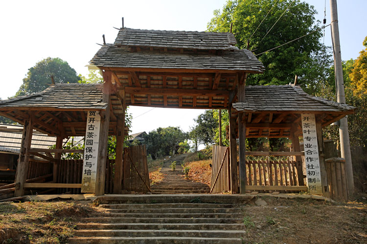 2021年賀開古樹秋茶特點(diǎn)？