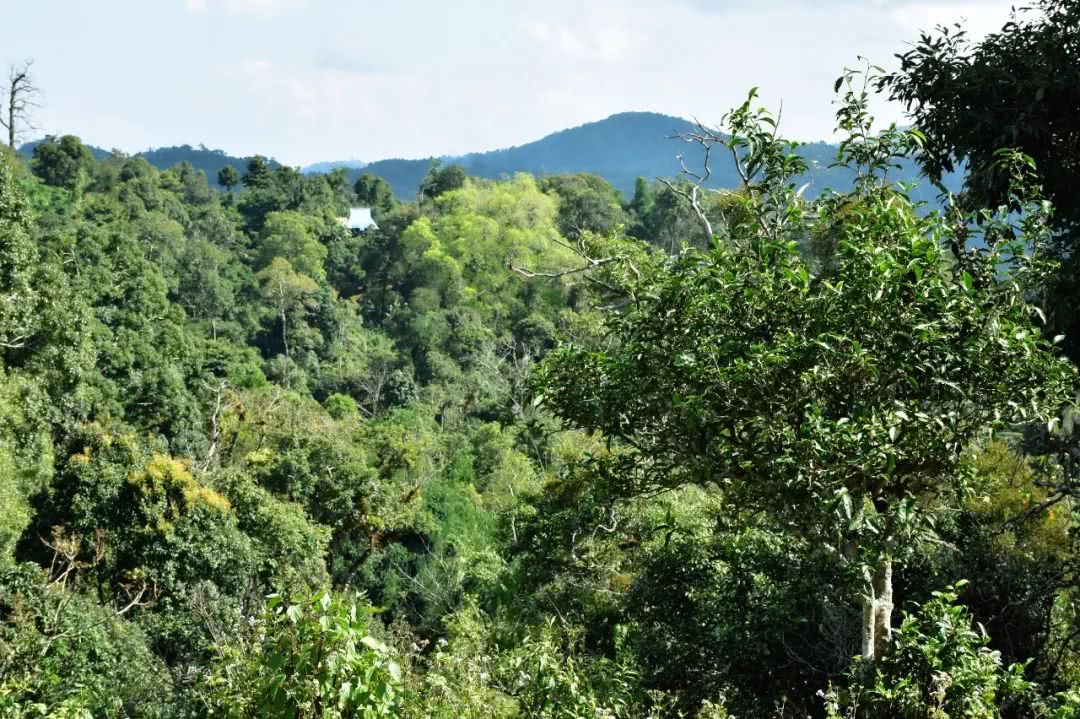 2021年賀開古樹秋茶品鑒實(shí)錄！