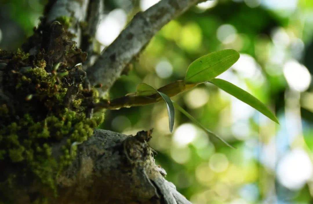 2021年賀開古樹秋茶多少錢一公斤？