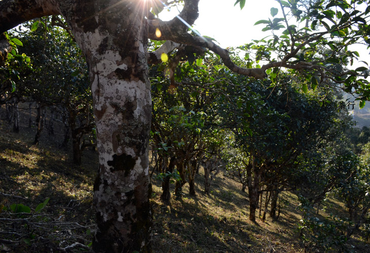 2021年班盆古樹秋茶特點(diǎn)？