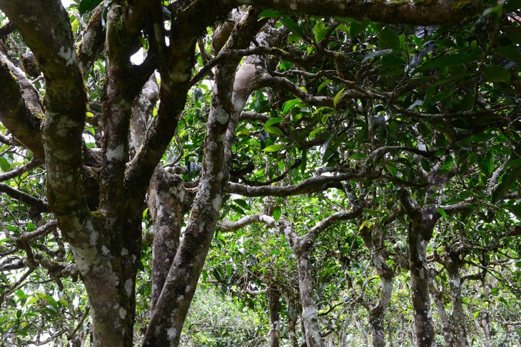 2021年老班章“鄰居”，班盆古樹秋茶茶來(lái)了！