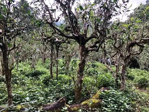 2021年班盆古樹秋茶多少錢一公斤？