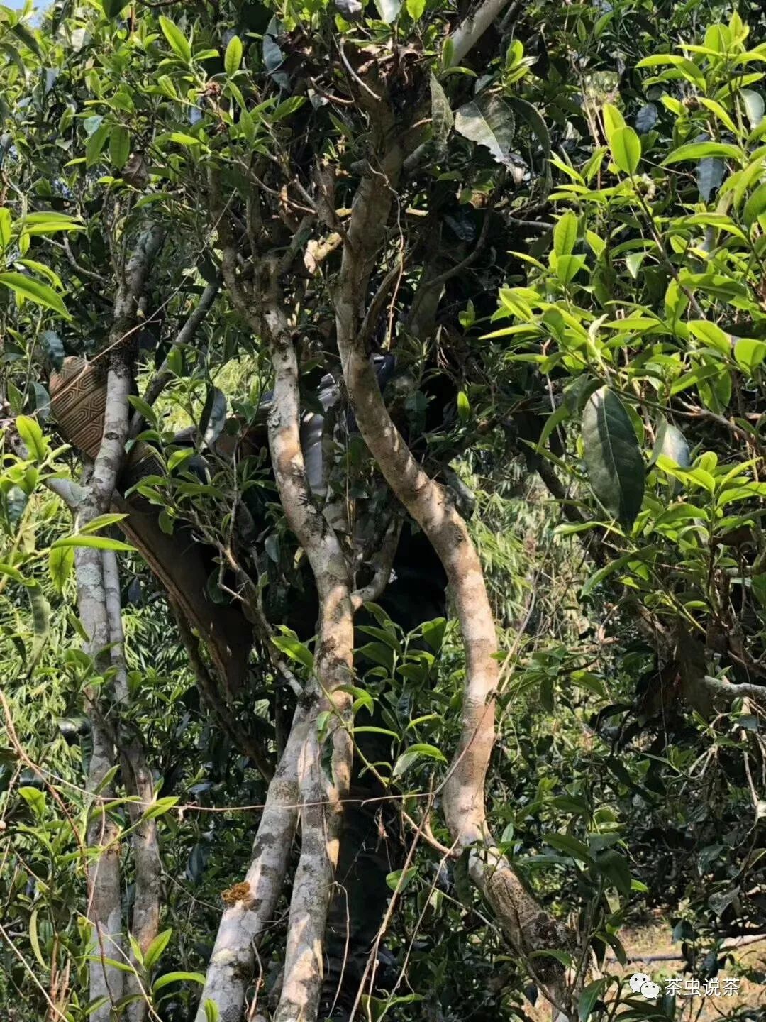 2021年廣別老寨古樹秋茶價(jià)格？