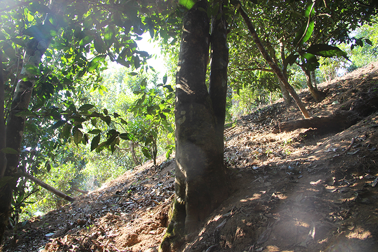 2021年廣別老寨古樹秋茶為何被稱為妖茶？