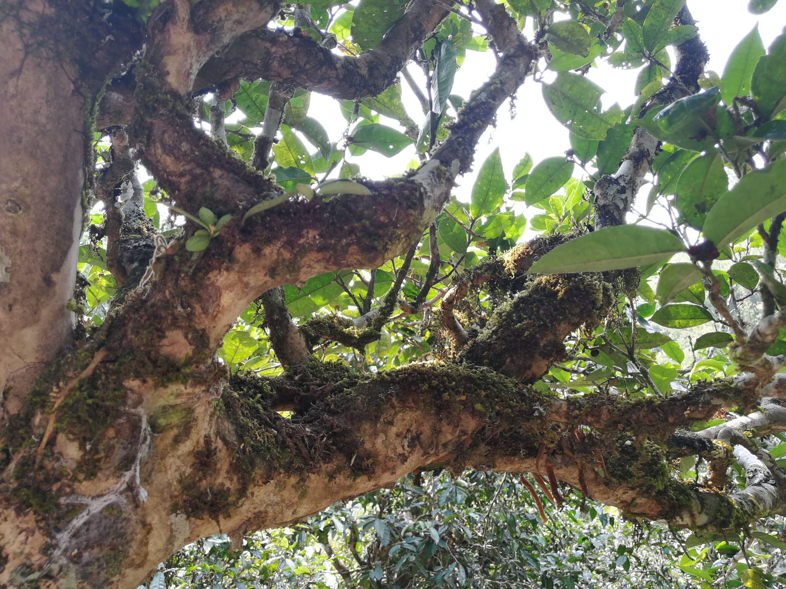 2021年勐宋那卡古樹(shù)秋茶品鑒實(shí)錄！