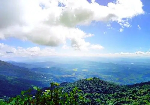 2021年滑竹梁子古樹(shù)秋茶特點(diǎn)？