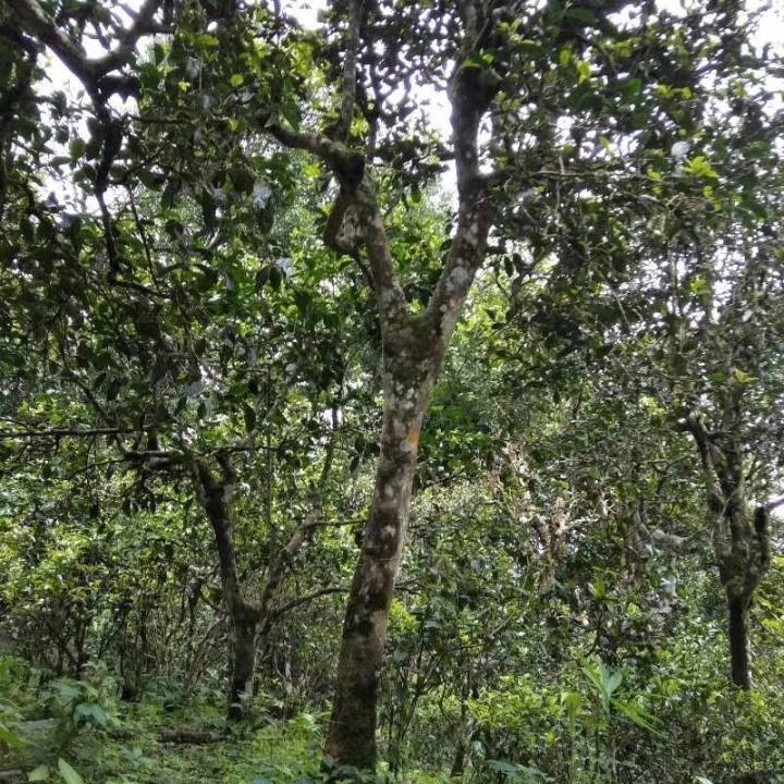 2021年巴達(dá)山章朗古樹(shù)秋茶口感？