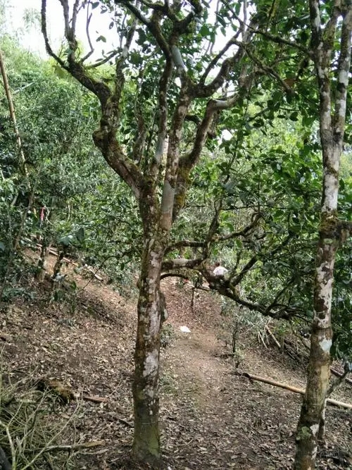 2021年巴達(dá)山章朗古樹(shù)秋茶價(jià)格？