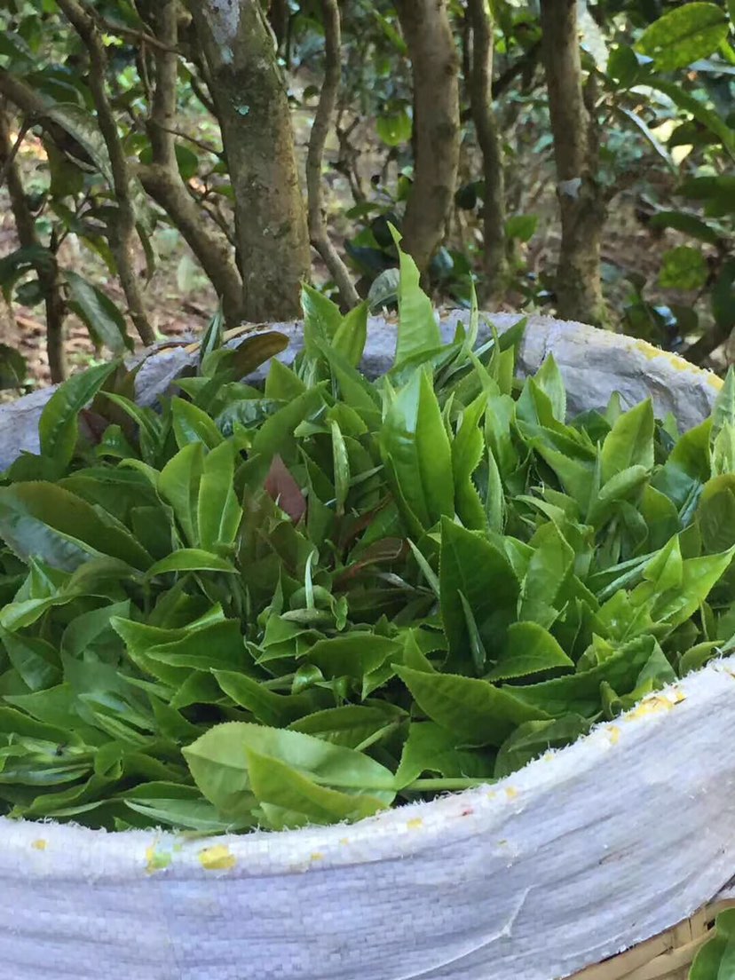 2021年巴達(dá)山章朗古樹(shù)秋茶多少錢一公斤？