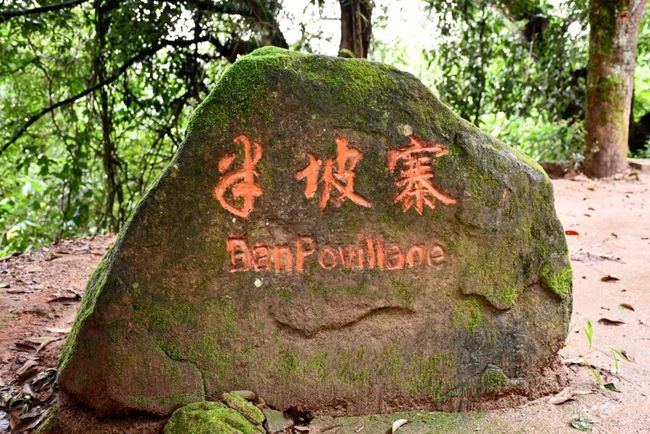 2021年南糯山半坡老寨古樹(shù)秋茶口感？