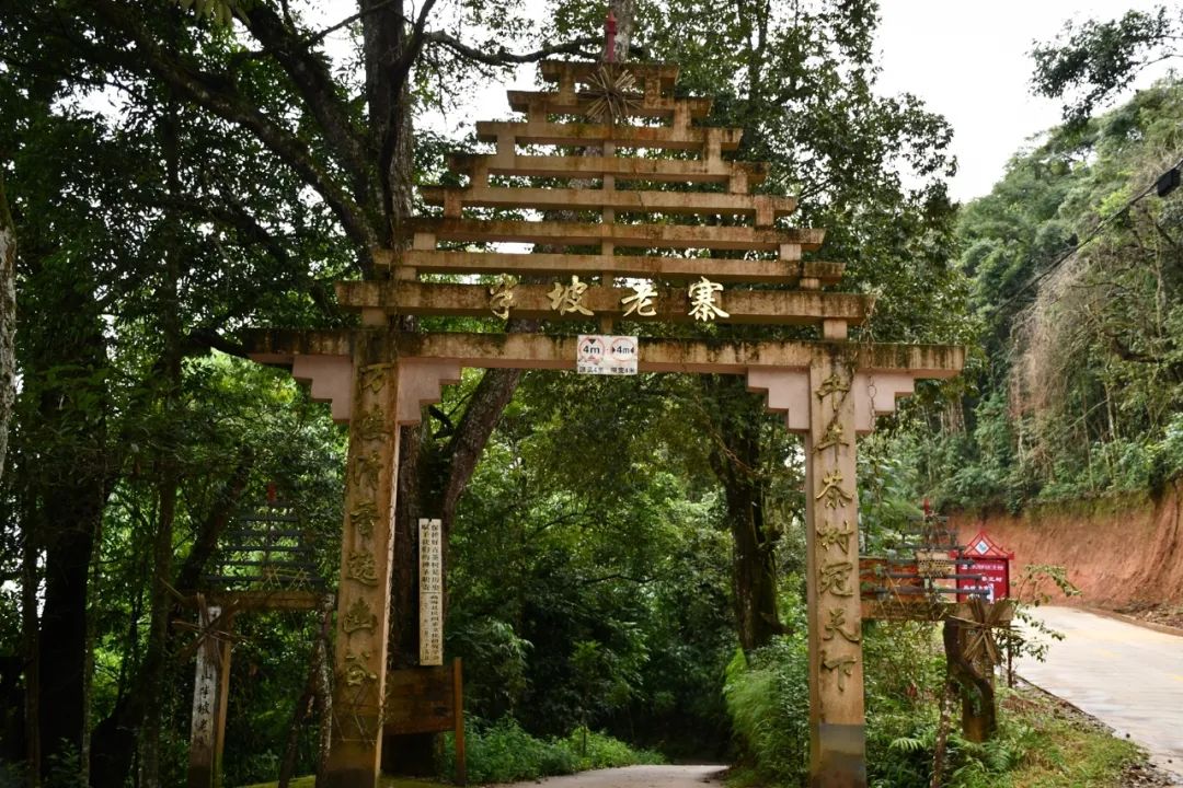 2021年南糯山半坡老寨古樹(shù)秋茶特點(diǎn)？