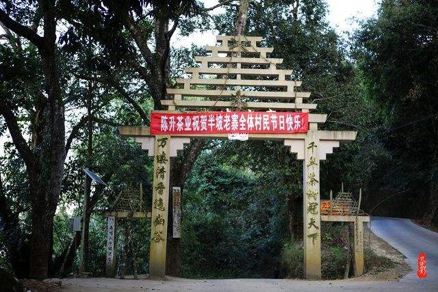 2021年南糯山半坡老寨古樹秋茶價格？