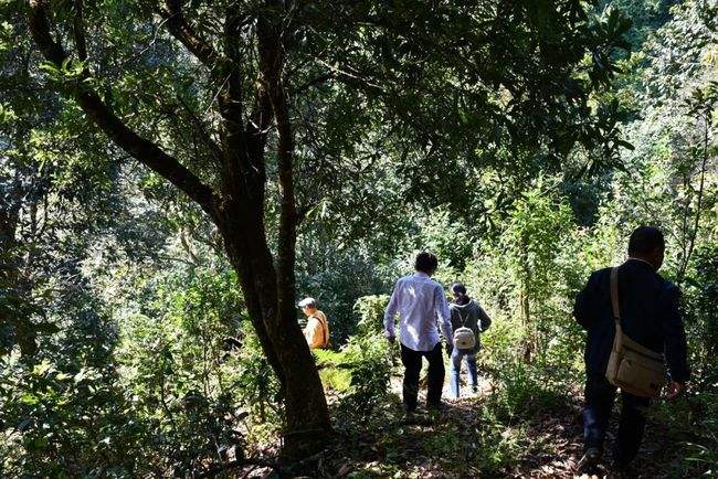 2021年南糯山拔瑪老寨古樹(shù)秋茶特點(diǎn)是什么？