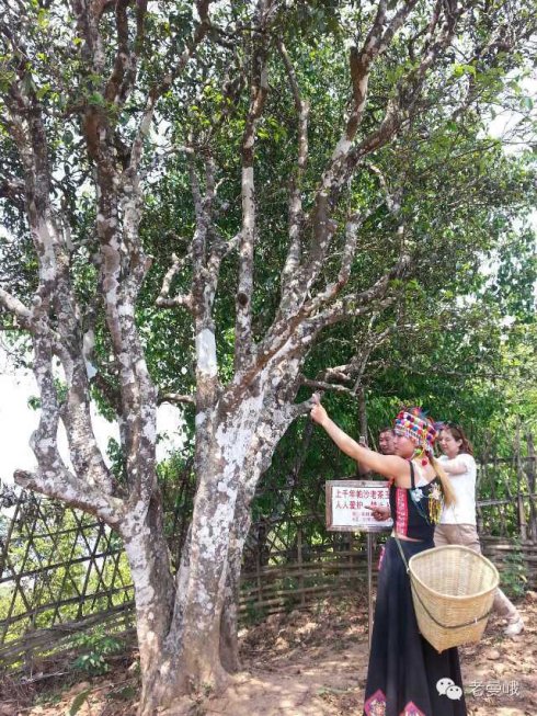 2021年帕沙古樹秋茶價(jià)格是多少？