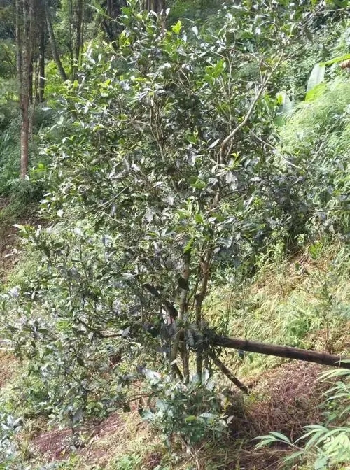 2022年須立貢茶古茶山詳解！