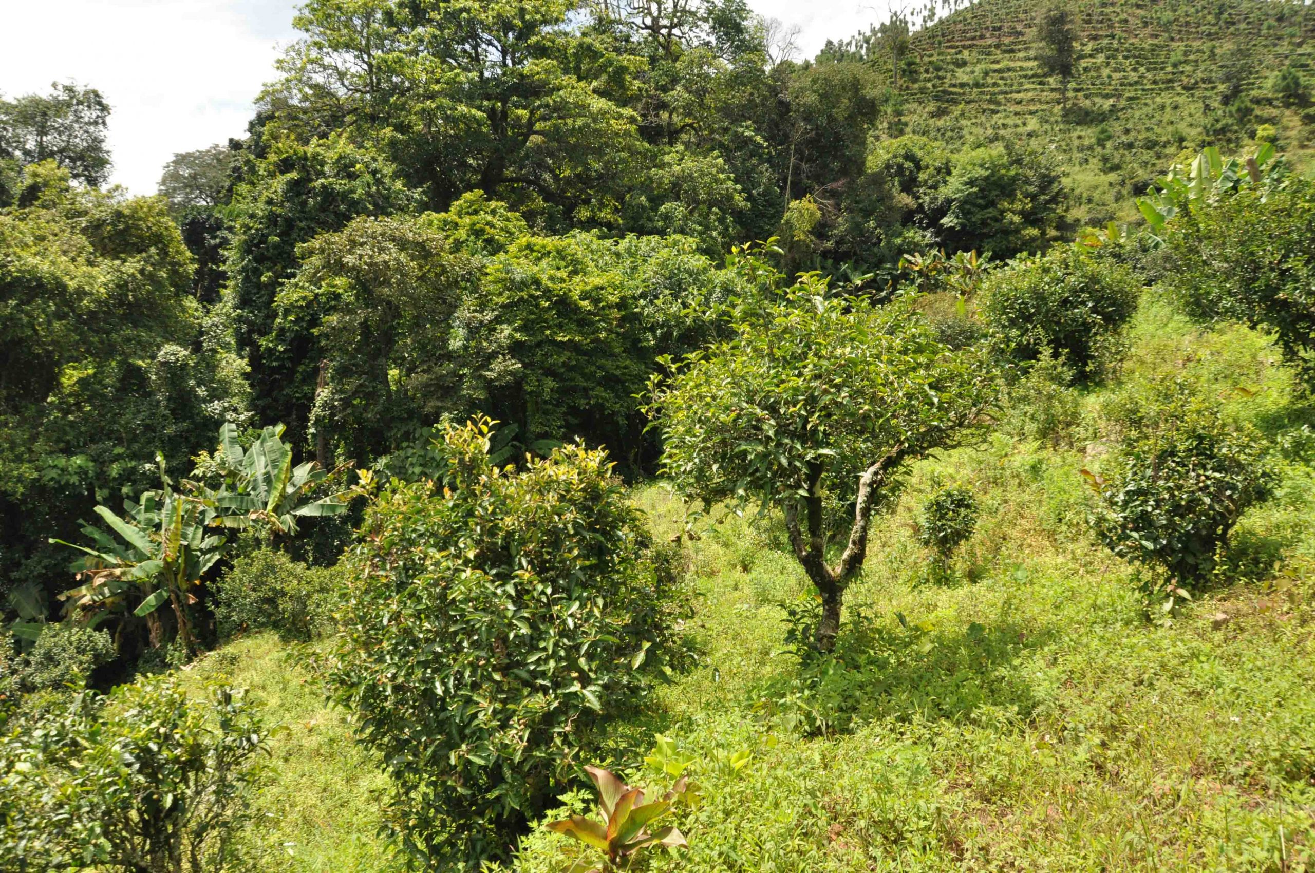 2022年迷倒皇帝的貢茶-迷帝古樹春茶特點？