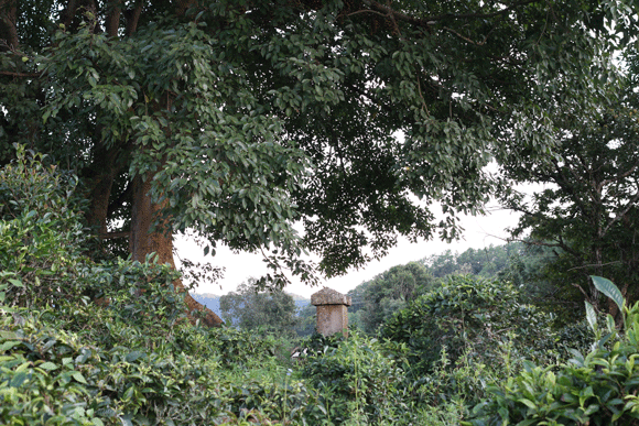 2022年迷帝古樹春茶口感是什么？