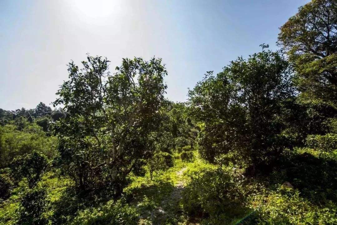 2022年迷帝古樹(shù)春茶多少錢一公斤？