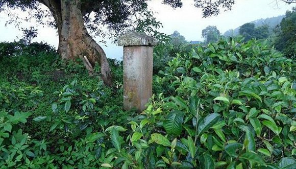 2022年迷帝古樹春茶價格？