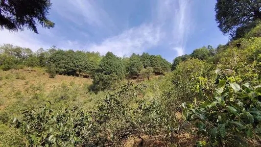 2022年墨江鳳凰窩古樹春茶口感是什么？