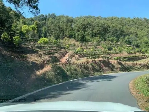 2022年墨江鳳凰窩古樹春茶價(jià)格？