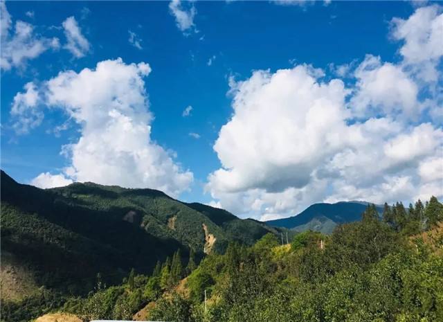 2022年景谷黃草壩古樹春茶多少錢一公斤？