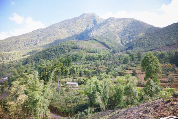 2022年景谷黃草壩古樹春茶價格？