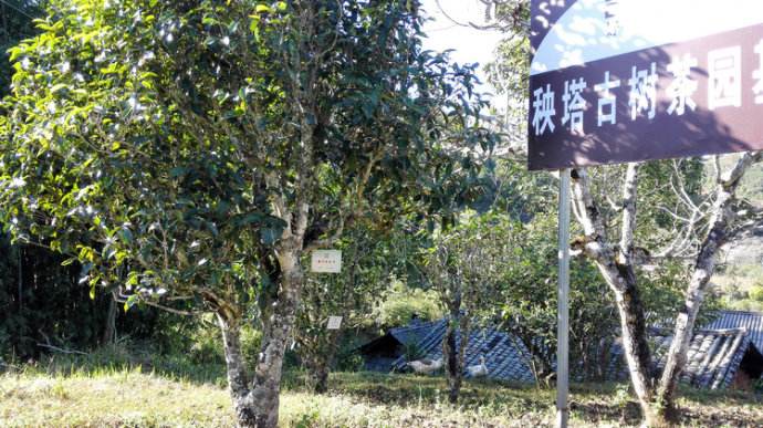 2022年景谷秧塔古樹春茶詳情介紹！