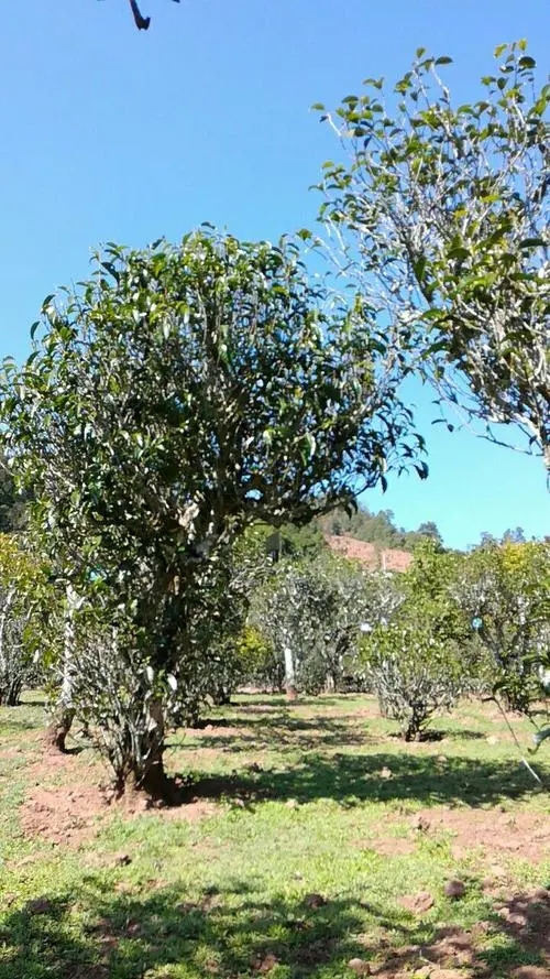 2022年景谷秧塔古樹(shù)春茶價(jià)格是多少？