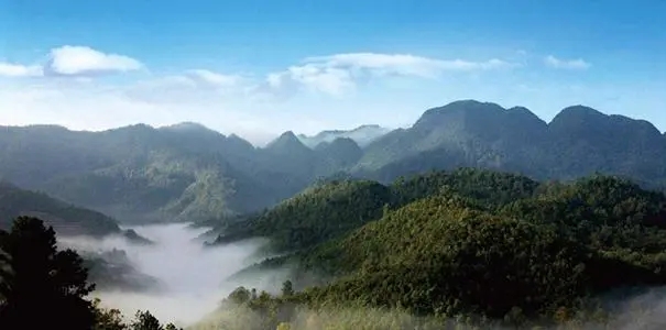 2022年景谷苦竹山古樹(shù)春茶口感？