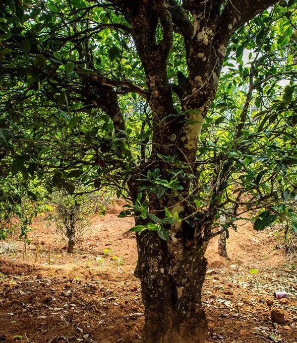 2022年景谷苦竹山古樹春茶特點(diǎn)是什么？