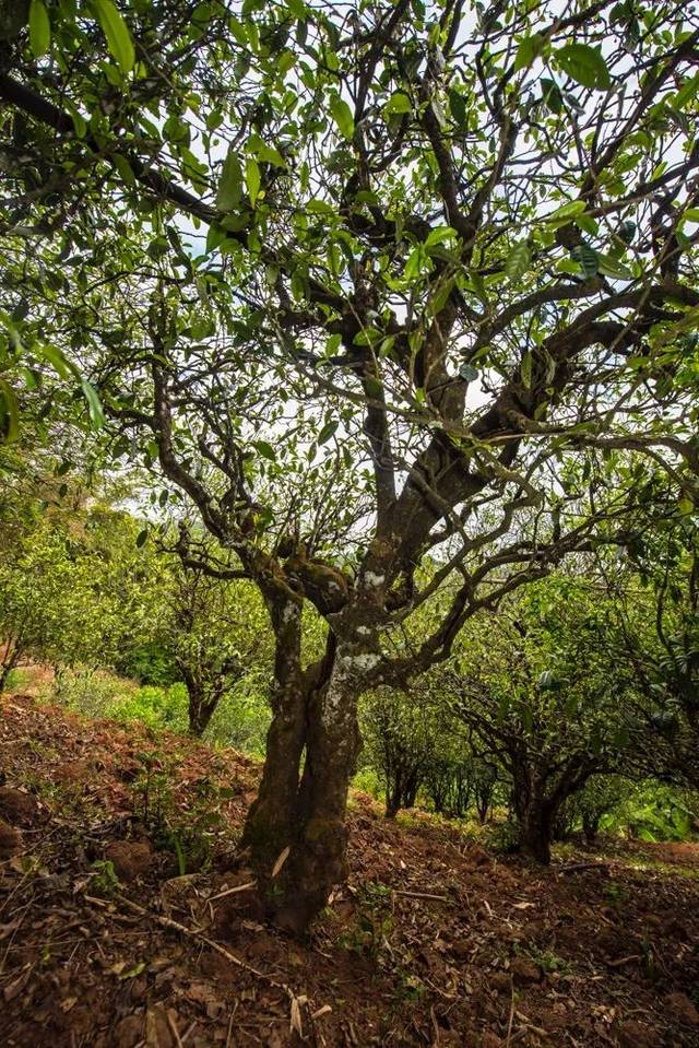 2022年景谷苦竹山古樹春茶多少錢一公斤？