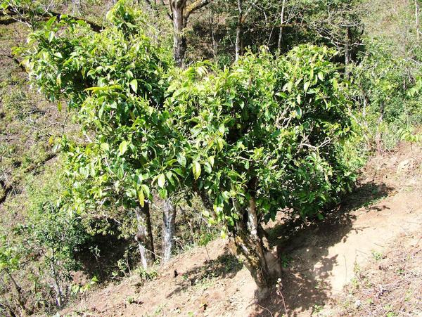 2022年景東御筆古茶山古樹春茶特點？