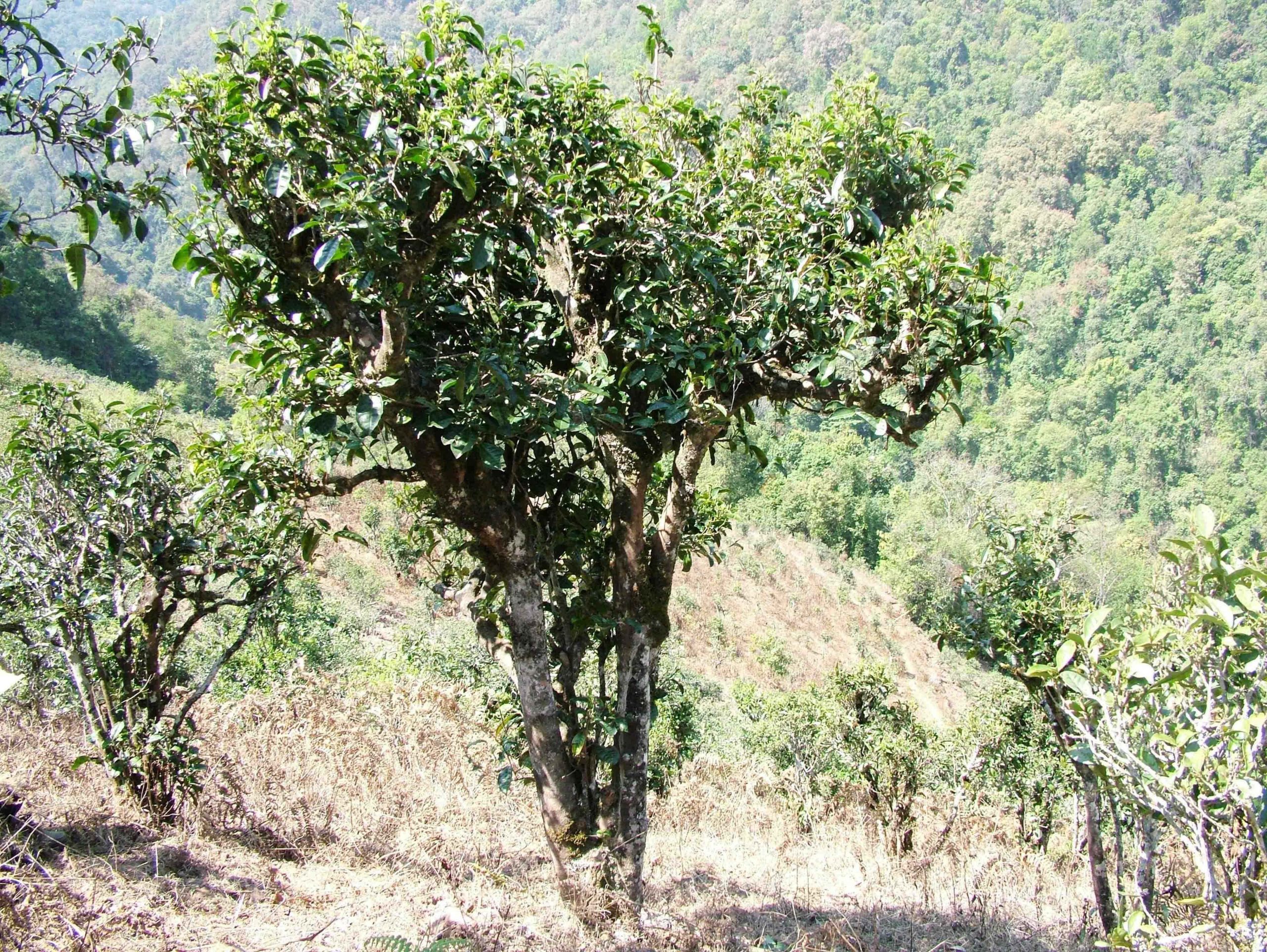 2022年景東御筆古樹(shù)春茶口感是什么？