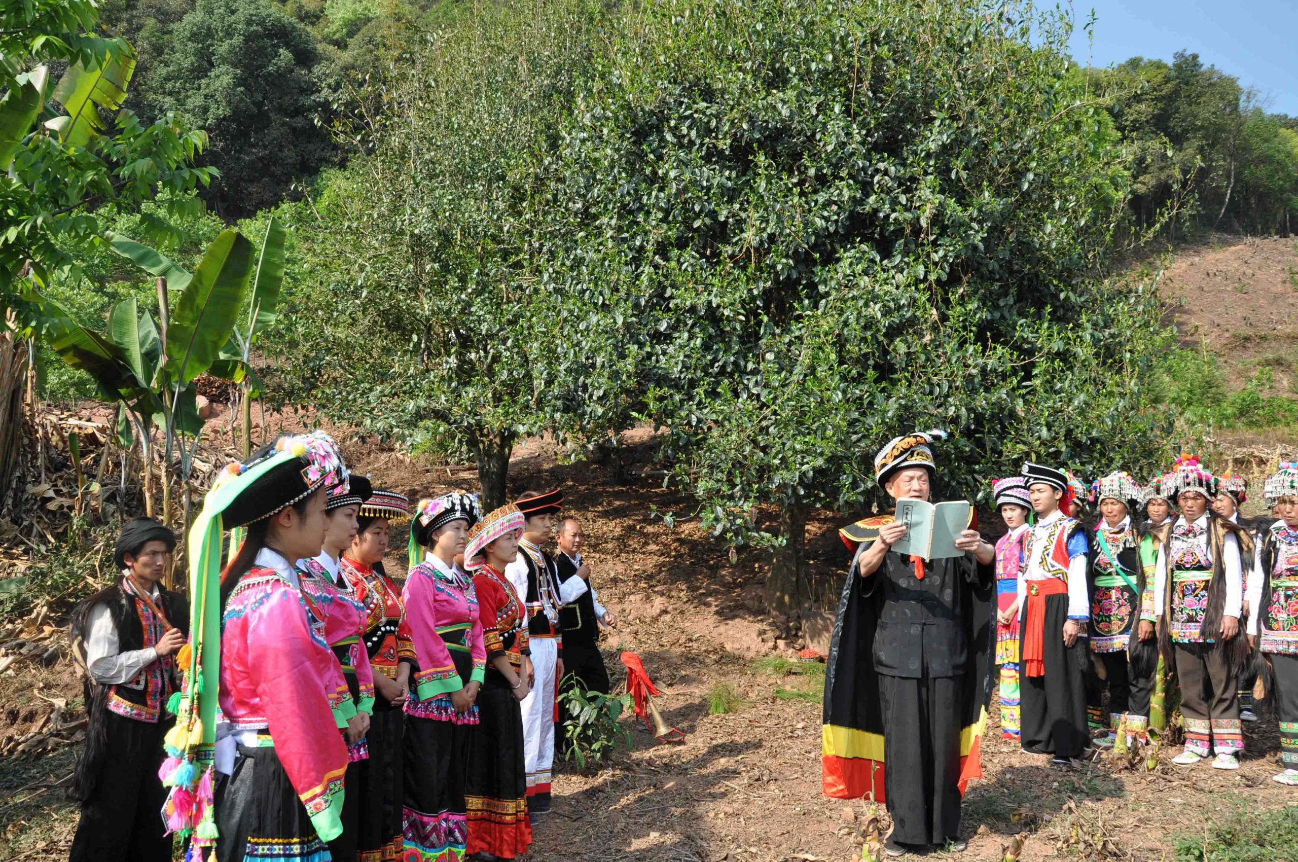 2022年景東御筆古樹(shù)春茶多少錢(qián)一公斤？