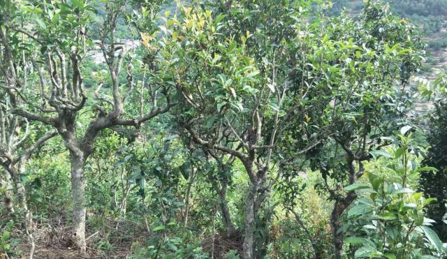 2022年景東金鼎古樹春茶口感特點(diǎn)？