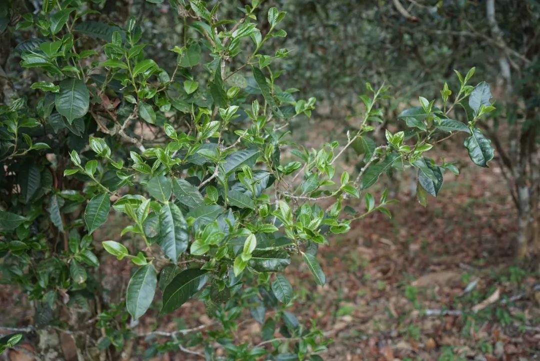 2022年景東哀牢山古樹春茶價格多少？