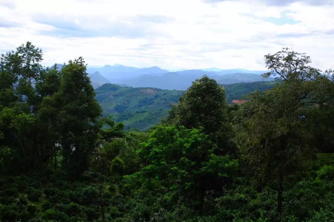 2022年景東祭茶祖 迎春茶，古樹春茶多少錢一公斤？