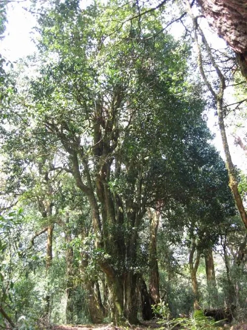 2022年鎮(zhèn)沅馬鄧古樹春茶價格是多少？